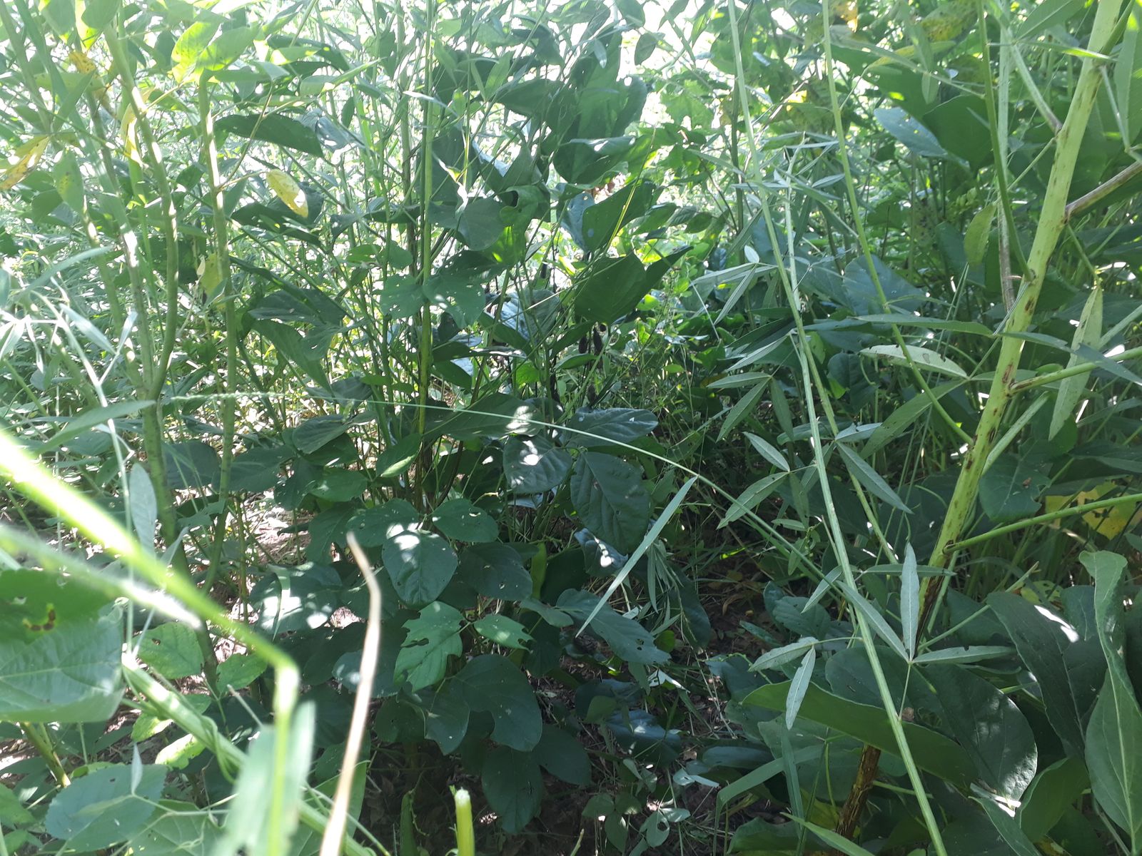 UA - Fazenda da Toca, Itirapina/SP